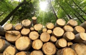 Trunks of trees cut and stacked in the foreground, green forest in the background with sun rays