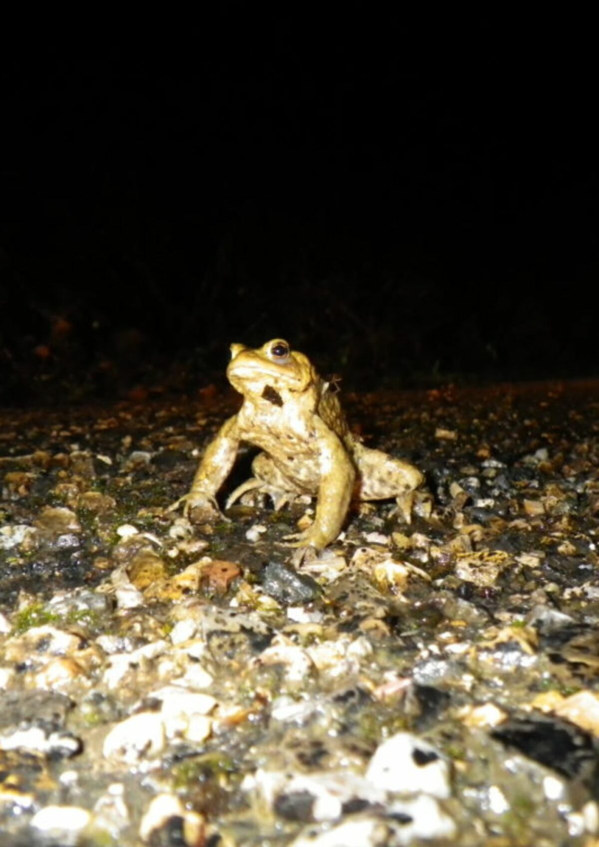 Des amphibiens sur les routes