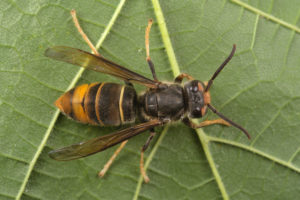 Vespa Velutina