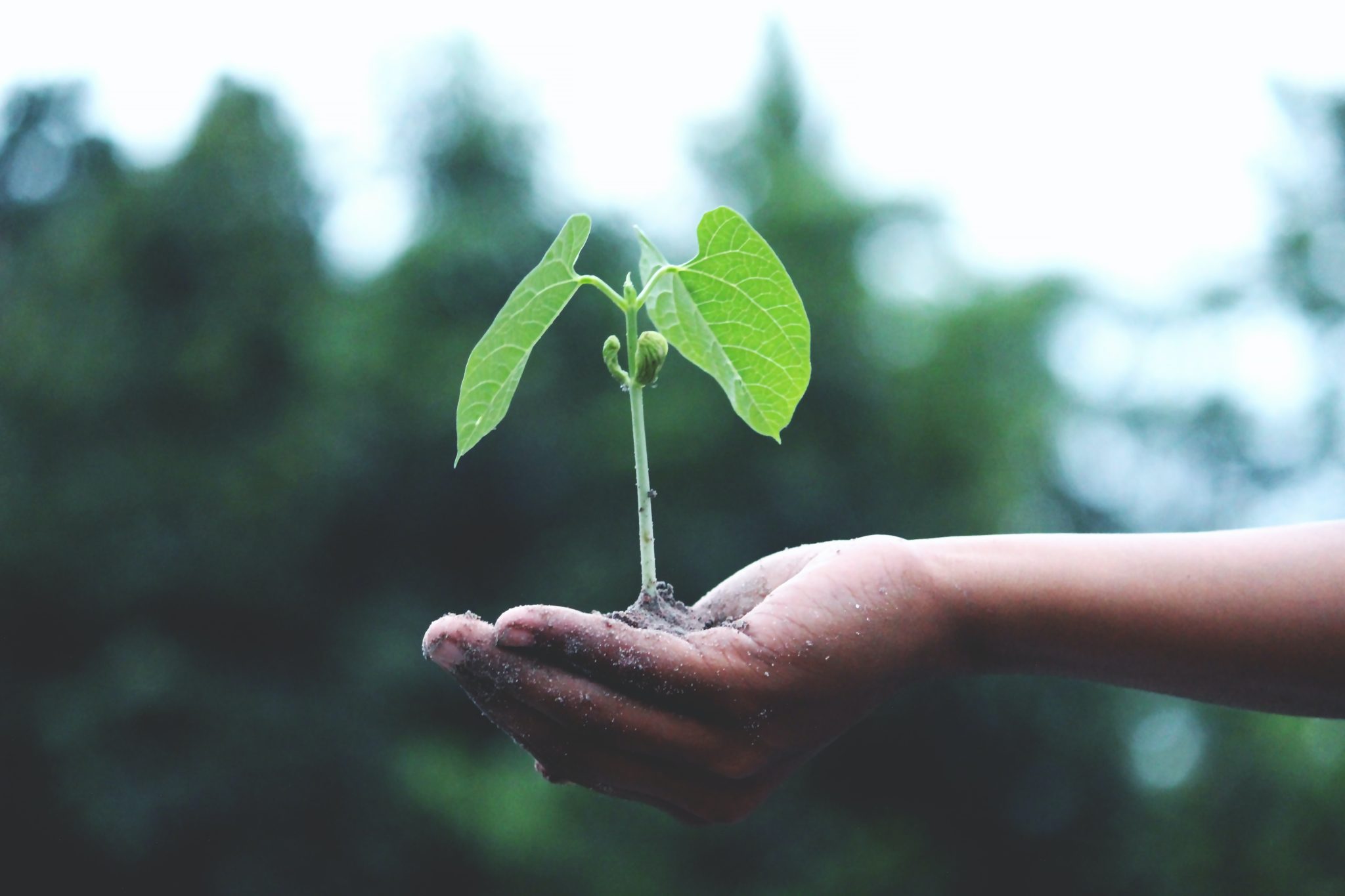 Plante tenu par une main Akim Mazumder