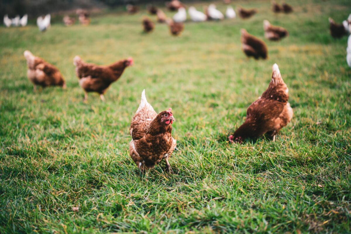 Grippe aviaire : Déclaration de détention d’oiseaux et volailles