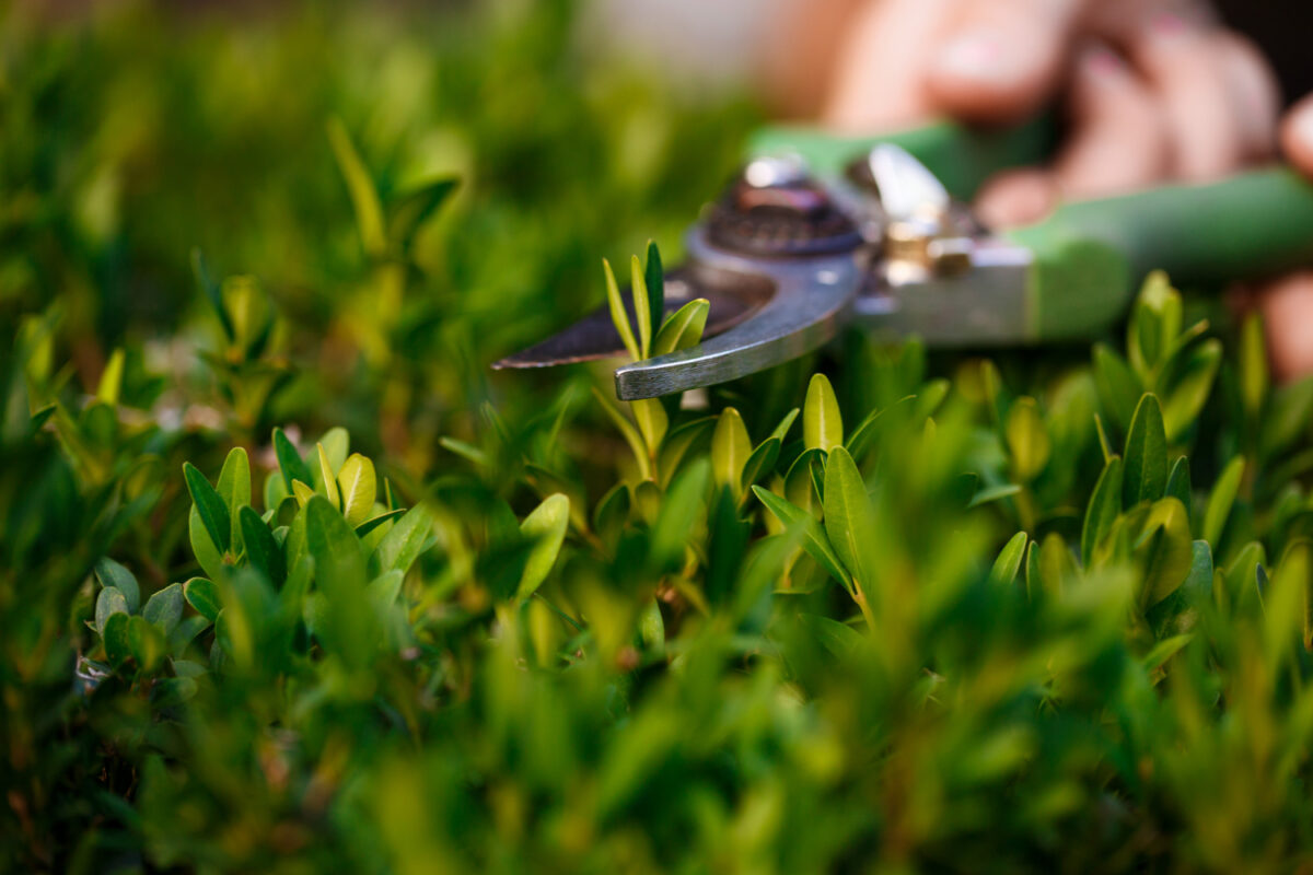 Comment avoir un jardin qui respecte la biodiversité ?