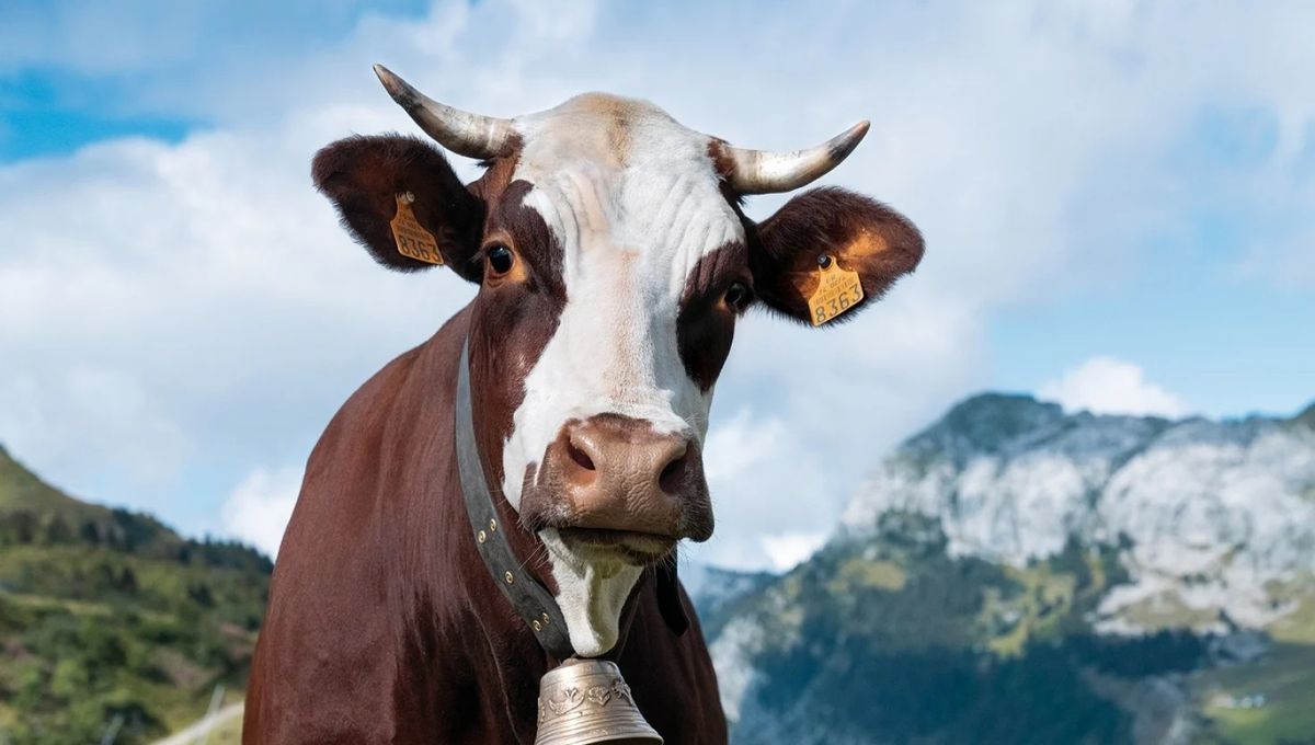 Dermatose nodulaire : la commune se prémunit pour endiguer la propagation du virus